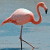 Greater Flamingo (Phoenicopterus ruber)