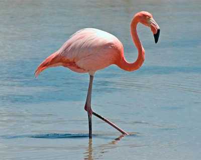 Greater Flamingo