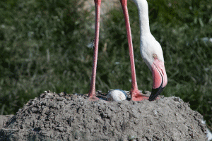 a flamingo mother tends her egg