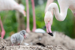 a flamingo mother tends her chick