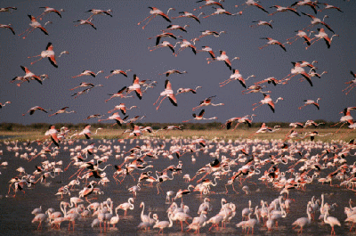 a flock of flamingos