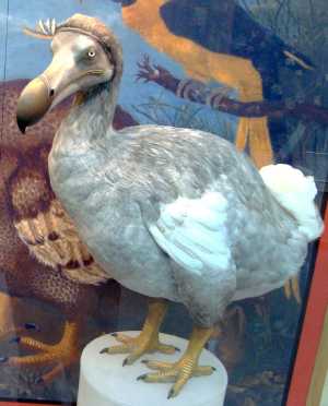 reconstruction of a Dodo Bird