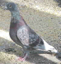 rock pigeon