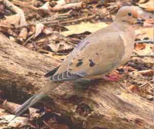 Mourning Dove