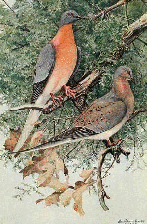 illustration of male and female passenger pigeons