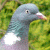 Wood pigeon (Columba palumbus)