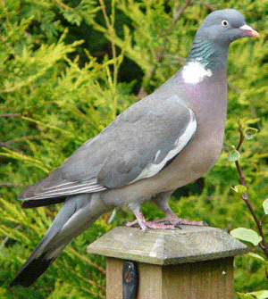 adult wood pigeon