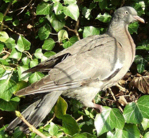 juvenile wood pigeon