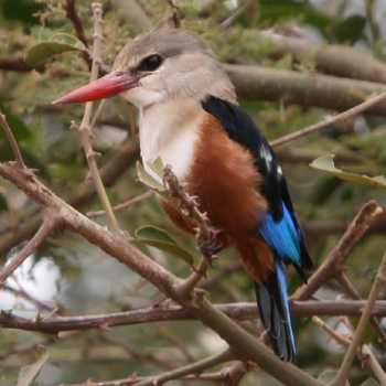 gray-headed kingfisher