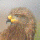 Black Kite (Milvus migrans)