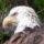 Bald Eagle (Haliaetus leucocephalus)