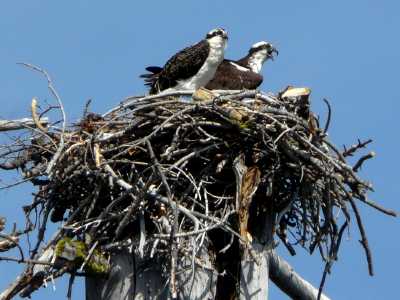 osprey nest