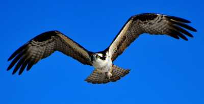 osprey in flight