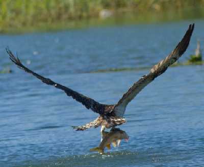 osprey catching a fish