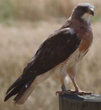 Swainson's Hawk