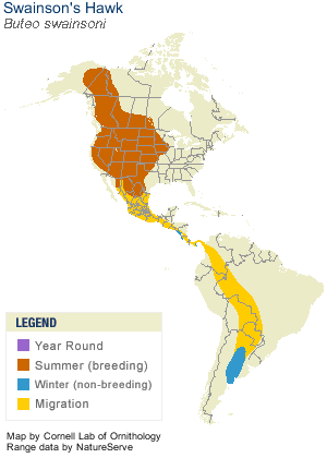 distribution of Swainson's Hawk