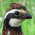 Bobwhite (Colinus virginianus)