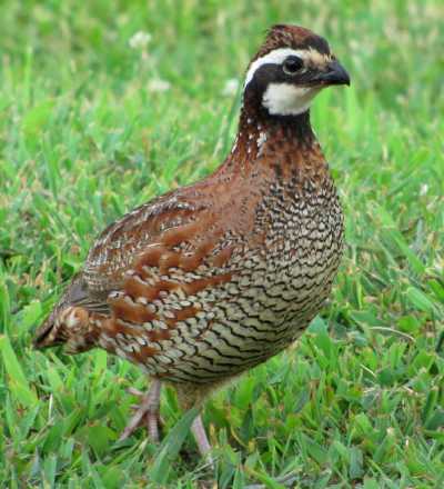 Northern Bobwhite