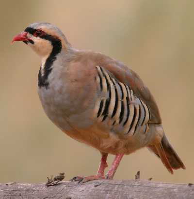 Chukar