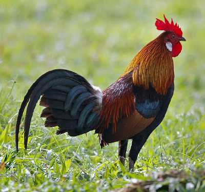 Red Jungle Fowl