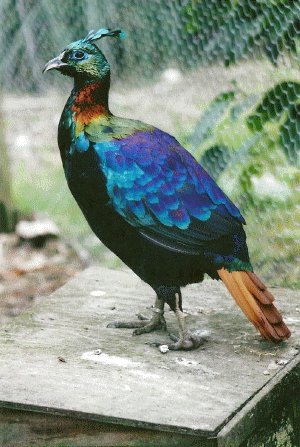 male Himalayan monal