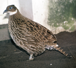 female Himalayan monal