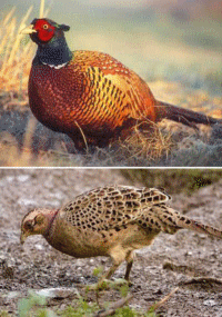 ring-necked pheasants