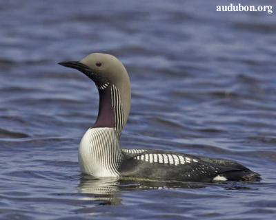 Arctic Loon