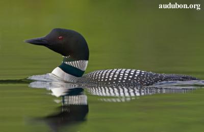 Common Loon in breeding plumage