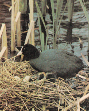 American coot