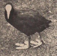 view of the coot's lobed feet