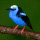 Red-legged honeycreeper (Cyanerpes cyaneus)