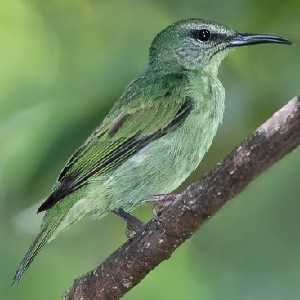 female red-legged honeycreeper