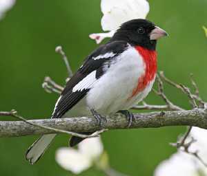 male rose-breasted grosbeak