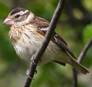 female rose-breasted grosbeak