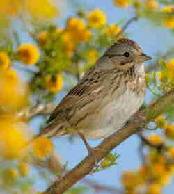 Lincoln's sparrow