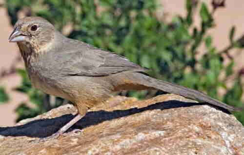 canyon towhee