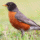 American Robin (Turdus migratorious)