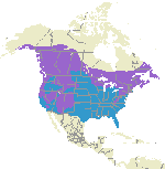 distribution of the Red-Breasted Nuthatch