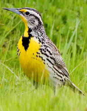 Western Meadow Lark