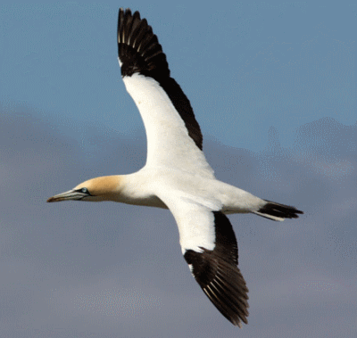 Cape Gannets