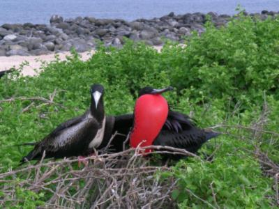 female (left) and male (right) frigatebirds