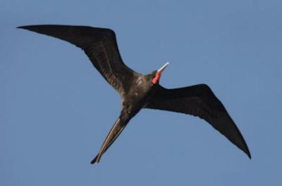 frigatebird in flight