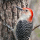 Red-Bellied Woodpecker (Melanerpes carolinus)