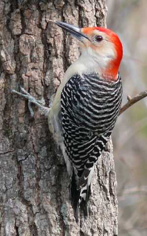 male red-bellied woodpecker