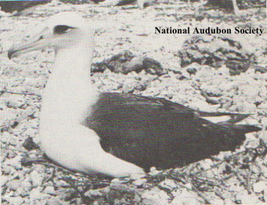 record-setting albatross