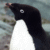 Adelie Penguin (Pygoscelis adeliae)