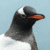 Gentoo Penguin (Pygoscelis papua)