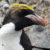 Macaroni Penguin (Eudyptes chrysolophus)