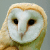 Barn Owl (Tyto alba)